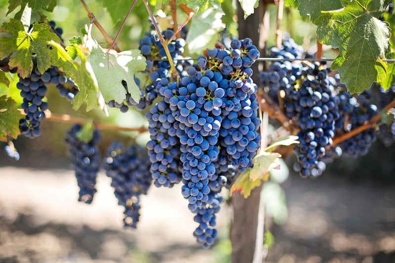 Enchanted Grapevines
