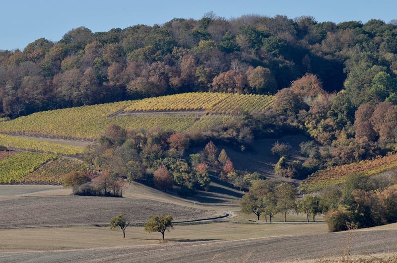 Forest Viticulture
