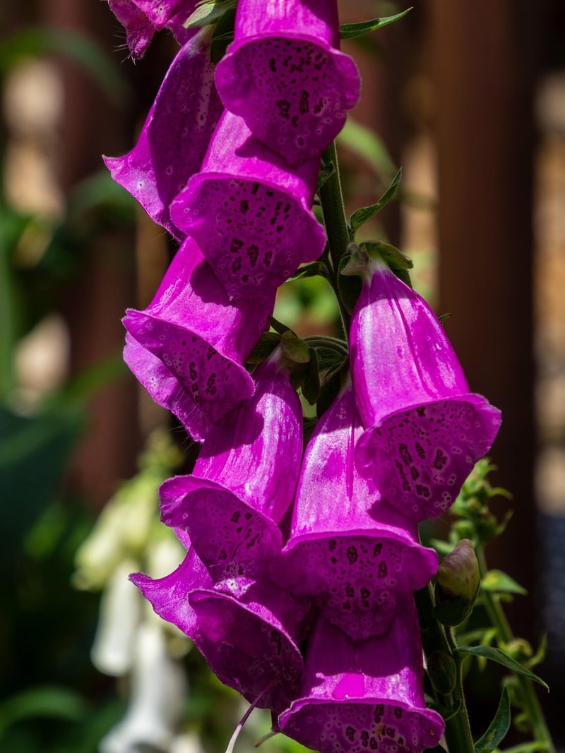 Foxglove Plant
