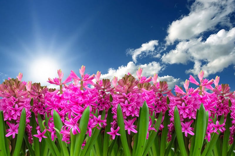 Scale-covered Blooms