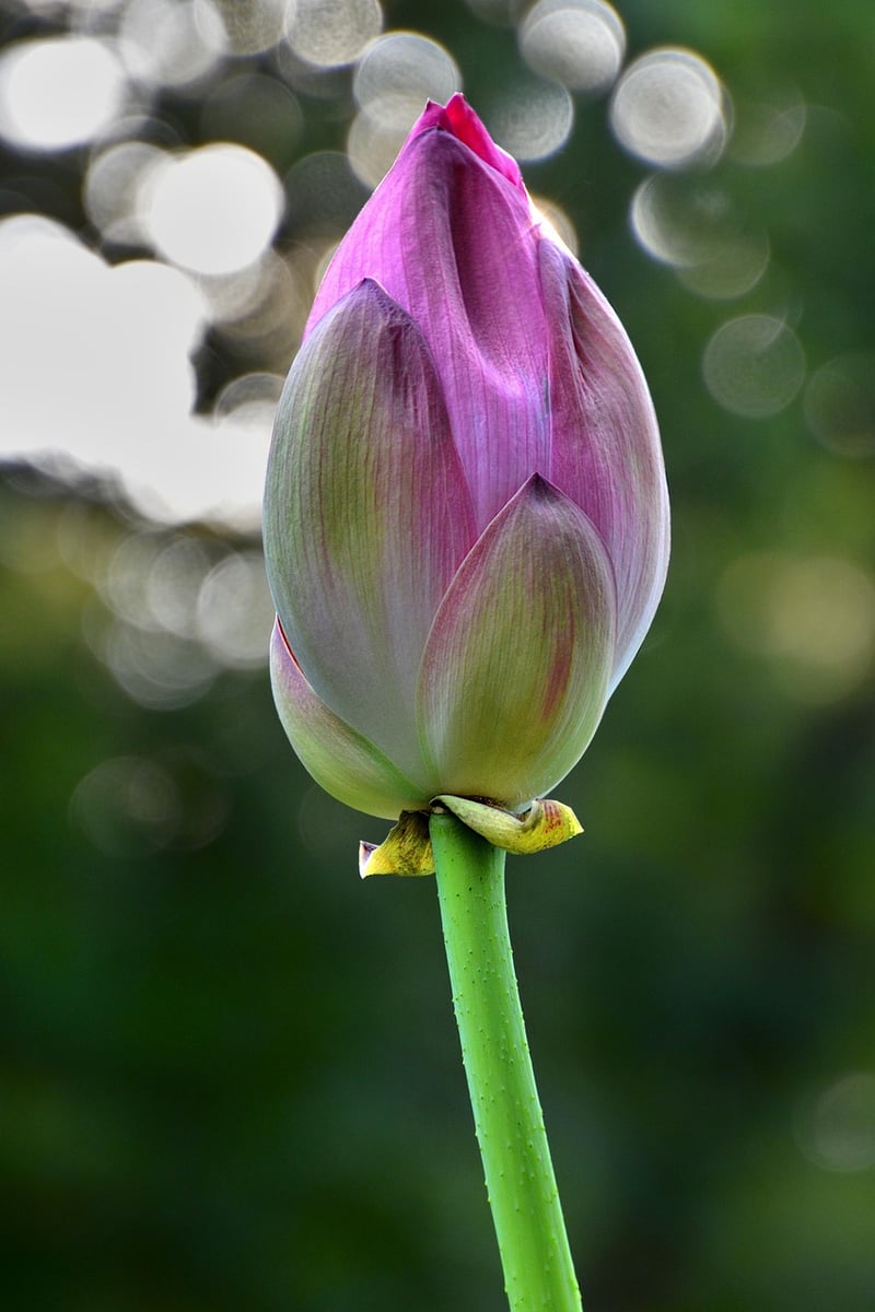 Lotus Flower