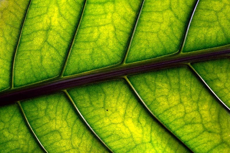 Mandrake Plant