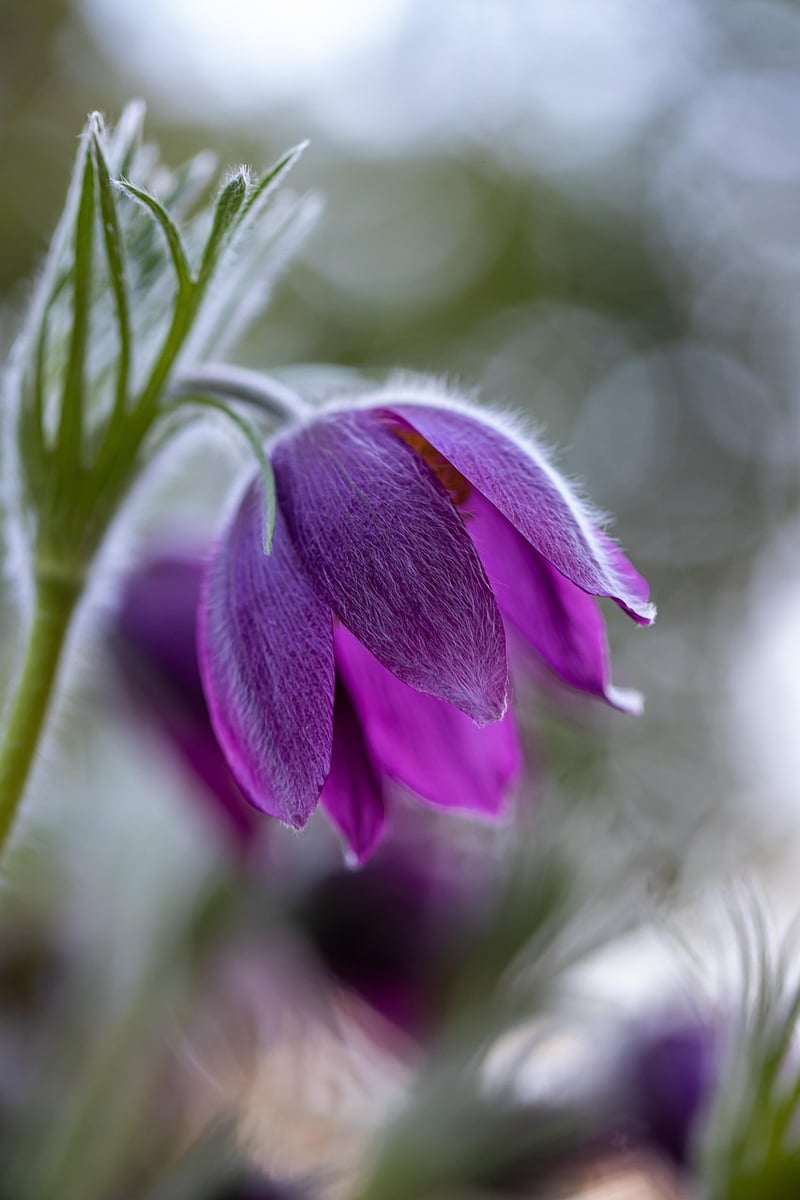 Pasqueflower