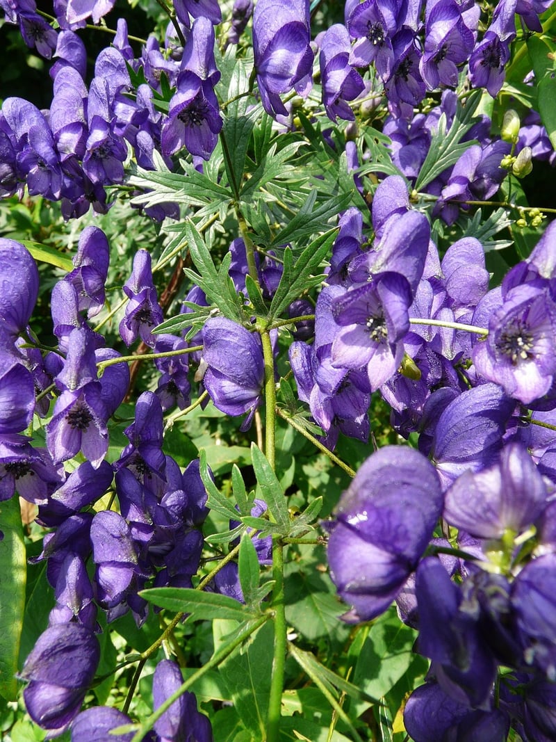 Wolfsbane Plant